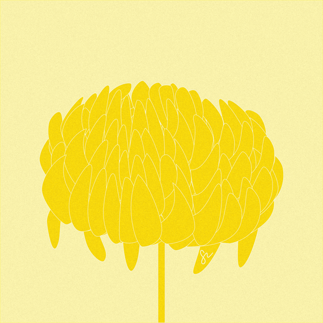 Chrysanthemum illustration