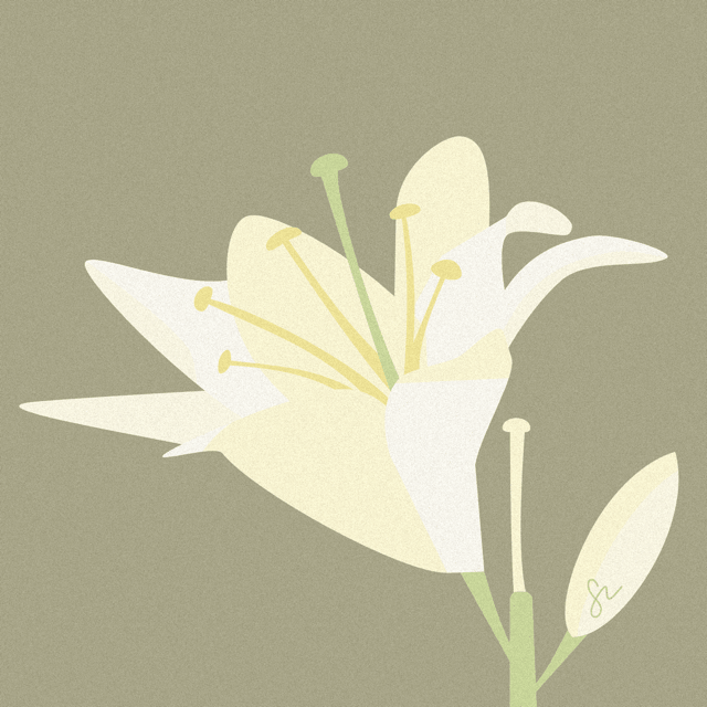 Lily illustration