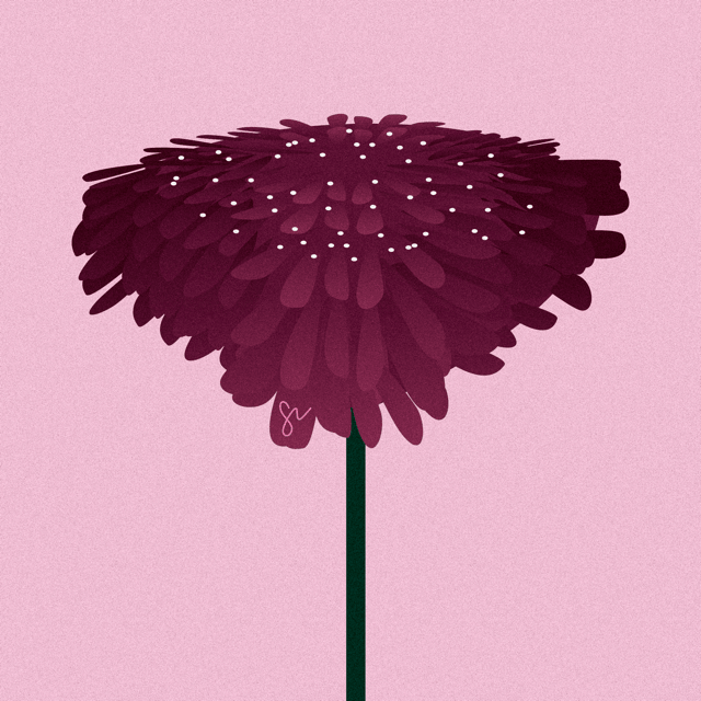Scabiosa illustration