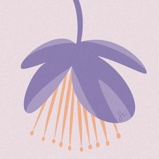 Thalictrum delavayi illustration